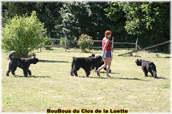 Bouvier des Flandres image  -  Elevage du Clos de la Luette - Copyright dpos